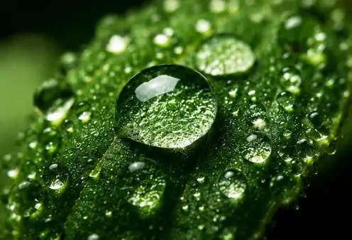 Foto macro de gotas em folha feita com câmera mirrorless e lente macro 100mm, com texturas nítidas