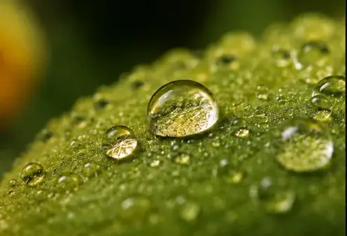 Foto macro de gotas em folha feita com celular usando a lente ultra wide